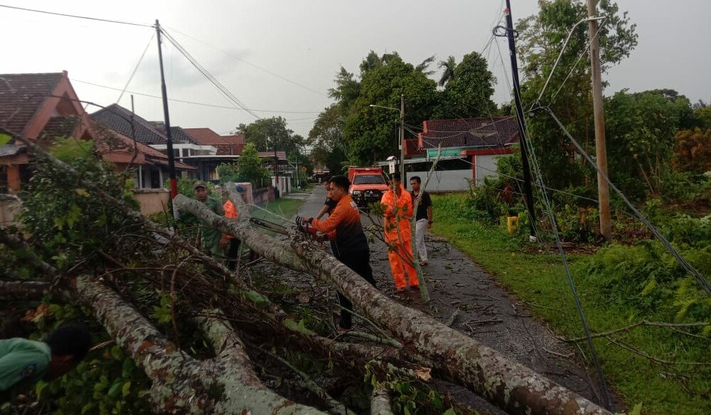Sempat Ganggu Lalin, BPBD Muba Evakuasi Pohon Tumbang, Warga di Imbau Waspada Cuaca Extreme