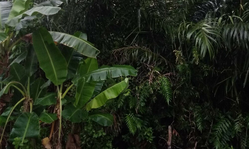 Angin kencang menembus pohon-pohon besar di hutan samping rumah-KU, Ingatlah Kebesaran Allah SWT