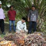 Pendapatan Muba dari DBH Sawit Terbesar di Sumsel