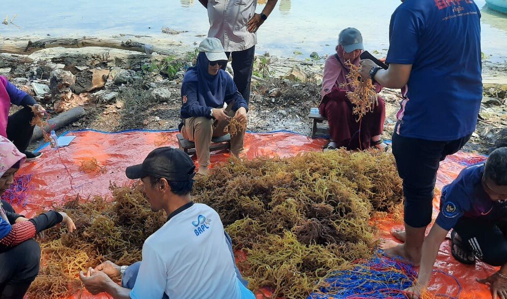 Dulu Hits, Sekarang Lenyap? Saatnya Rumput Laut Bangkit Lagi!