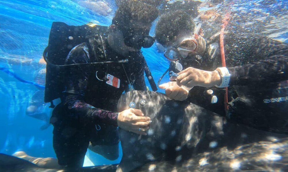 Misi Rahasia Hiu Paus, Berenang, Difoto hingga Dikasih Alat Mata-Mata, Ada Apa!