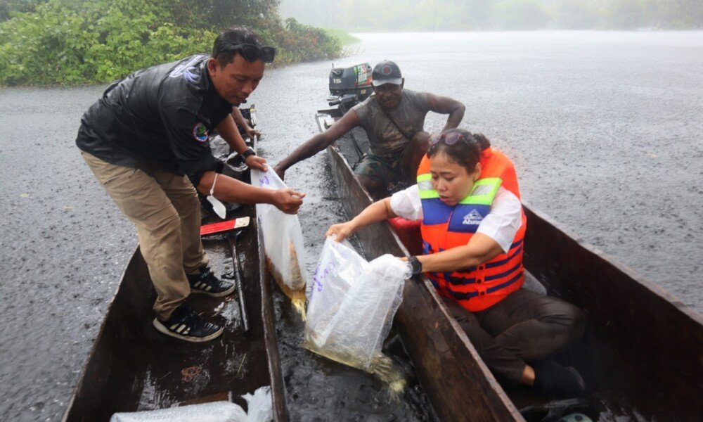 Kisah Arwana Irian Pulang Kampung