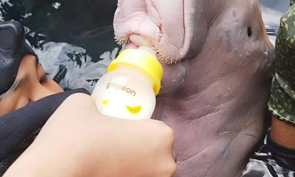 Dugong Kecil yang Tersesat, Cinta Laut yang Tak Pernah Sesat
