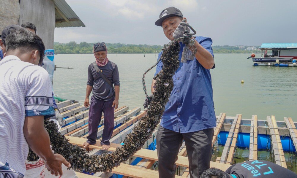 Lobster Bahagia, Kerang Tertawa….