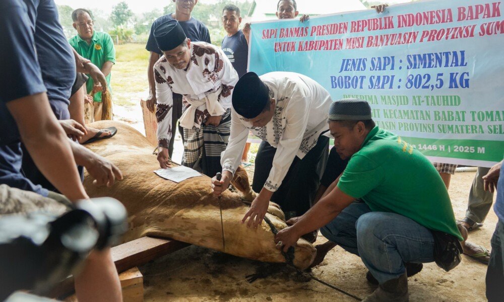 CATATAN KAKI: Sapi Presiden 802,5 Kg, Beratnya Daging, Ringannya Hati!