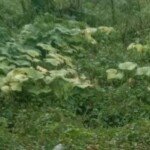 Misteri Gulma Tak Mati-Mati, Pelajaran Hidup dari Rumput Bandel
