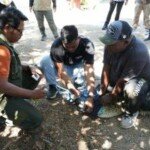 “Buaya Nganggur, Nelayan Bingung: Kupang Belajar Evakuasi Satwa Laut, Tapi Jangan Sampai Buaya Magang di Warung Kopi”