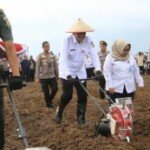 “Jagungnya Ditabur, Pangkat Turun ke Sawah, Polisi, TNI & Sekda Adu Cangkul!”