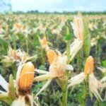 “Eceng Gondok Si ‘Pahlawan Hijau’ yang Bikin Jagung Sumsel Melejit”