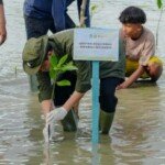 Abrasi Pesisir Ancaman Ekonomi Lokal, Mangrove Jadi Kunci