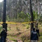Ayam Petelur di Tengah Pinus, Kini Jadi Perkara
