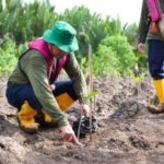 Hari Mangrove Sedunia, Kilang Plaju Pastikan Ribuan Mangrove Terus Tumbuh