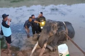Bantuan Presiden Dukung Penanganan Konflik Gajah Way Kambas