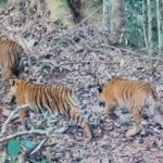 Dua Anak Harimau Sumatra Tumbuh Sehat di Kerinci Seblat