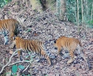 Dua Anak Harimau Sumatra Tumbuh Sehat di Kerinci Seblat