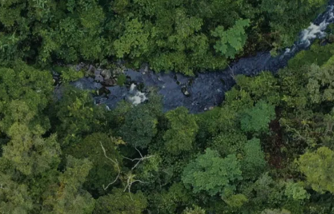 Bisnis Karbon Bukan Jual Beli Udara, Mengapa Hutan Tetap Berdiri Kini Miliki Nilai Ekonomi Lebih Besar?