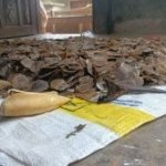 Sisik Trenggiling dan Paruh Rangkong Disita, 1 Ditahan