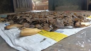 Sisik Trenggiling dan Paruh Rangkong Disita, 1 Ditahan