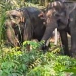 2 Gajah Sumatera Menyeberangi Laut ke Kalimantan, Ada Apa dengan Deo dan Sinta?