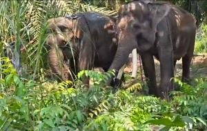2 Gajah Sumatera Menyeberangi Laut ke Kalimantan, Ada Apa dengan Deo dan Sinta?