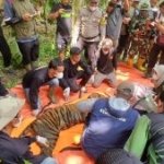 Harimau Sumatera Masuk Perangkap di Agam, Lokasinya Cuma 50 Meter dari Sekolah