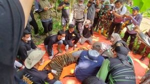 Harimau Sumatera Masuk Perangkap di Agam, Lokasinya Cuma 50 Meter dari Sekolah