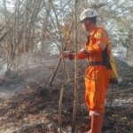 Karhutla Beruntun di Kaltim-Jateng, 27,9 Hektare Lahan Terbakar