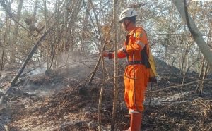 Karhutla Beruntun di Kaltim-Jateng, 27,9 Hektare Lahan Terbakar