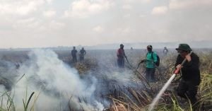 Kebakaran Hutan Way Kambas di Lahan Gambut, Tim Gabungan Berjibaku Padamkan Api