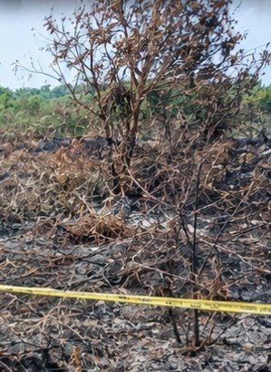 Kebakaran Kebun Sawit Muba Berujung Perkara, Mahasiswa 23 Tahun Jadi Tersangka
