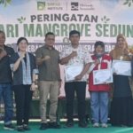 KKP Konservasi Mangrove Belitung Dorong Populasi Kerang Dara, Ekonomi Warga Pesisir Ikut Terangkat