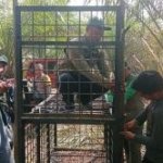 Beruang Madu Serang Warga Pelalawan, BBKSDA Riau Turun Tangan