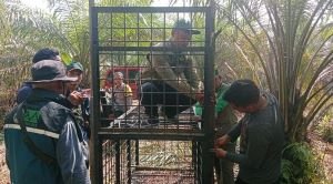 Beruang Madu Serang Warga Pelalawan, BBKSDA Riau Turun Tangan
