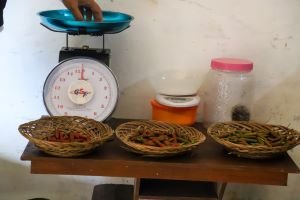 Cabe Jamu Madura Rp130 Ribu/Kg, 220 KPM Kemensos Dibidik Masuk Pasar Ekspor