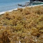 Rumput Laut Indonesia Bisa Menyalip di Pasar AS, Ada Selisih Tarif yang Menguntungkan