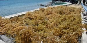 Rumput Laut Indonesia Bisa Menyalip di Pasar AS, Ada Selisih Tarif yang Menguntungkan