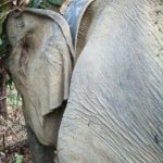 Gajah 3 Ton Dipasangi GPS Collar, BKSDA Bengkulu Pantau Pergerakannya di Seblat