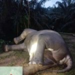 Gajah Sumatera Jantan Mati Diduga Keracunan di Aceh Tamiang