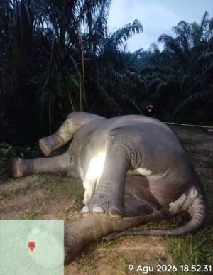 Gajah Sumatera Jantan Mati Diduga Keracunan di Aceh Tamiang