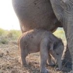 Kado HUT RI ke-81, Bayi Gajah di Padang Sugihan Lahir, Langsung Berdiri dan Menyusu