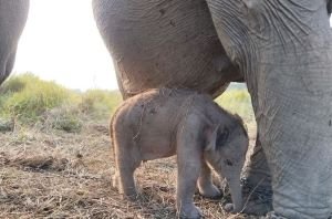 Kado HUT RI ke-81, Bayi Gajah di Padang Sugihan Lahir, Langsung Berdiri dan Menyusu
