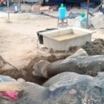Gajah Jovi Tutup Usia, 34 Tahun Mengabdi Atasi Konflik Satwa Riau