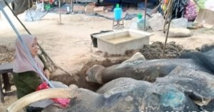 Gajah Jovi Tutup Usia, 34 Tahun Mengabdi Atasi Konflik Satwa Riau