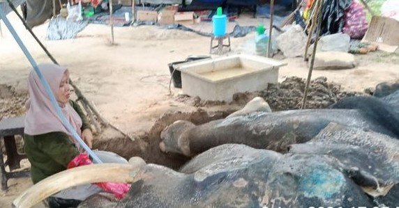 Gajah Jovi Tutup Usia, 34 Tahun Mengabdi Atasi Konflik Satwa Riau