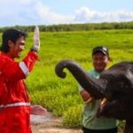 Gajah Sumatera Jadi Warisan Alam Sumsel, Kilang Plaju Konsisten Jaga Habitatnya