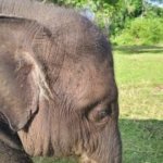 Gajah Yuna Mati, Pagi Masih Aktif Sore Mendadak Kritis, Diduga Terjangkit EEHV