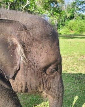 Gajah Sumatra dan Kalimantan Jadi Fokus Konservasi 2026–2036, Konflik dengan Manusia Jadi Tantangan