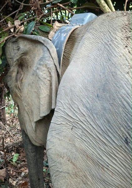 Gajah 3 Ton Dipasangi GPS Collar, BKSDA Bengkulu Pantau Pergerakannya di Seblat