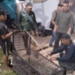 Monyet Ekor Panjang Serang Warga Tembilahan, BBKSDA Riau Ungkap Pola Serangan