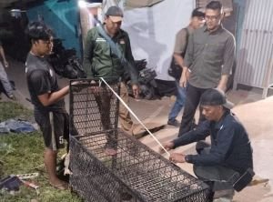 Monyet Ekor Panjang Serang Warga Tembilahan, BBKSDA Riau Ungkap Pola Serangan